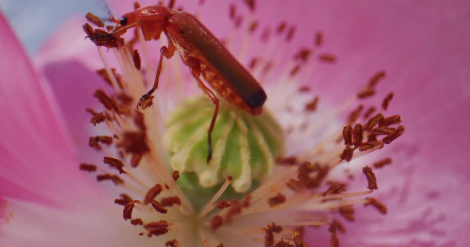 A red soldier beetle feeds on a flowers pollen and nectar