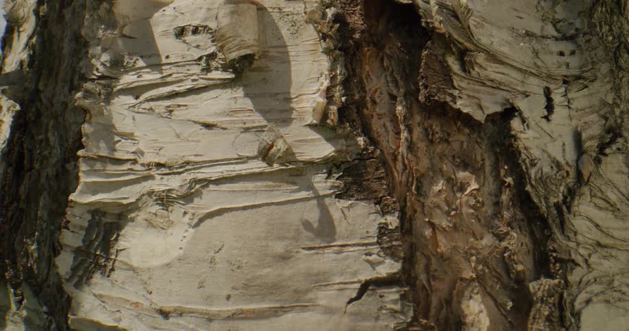 An ant crawls on a decaying log