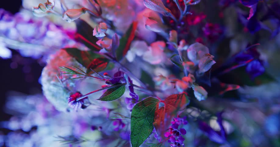 Top down twisting footage of flowers in a bouquet under colorful lights