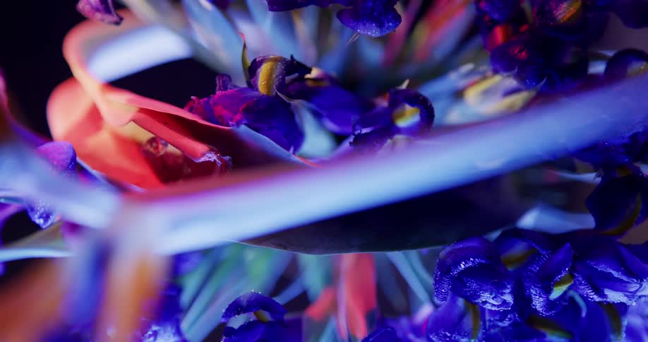 Flowers glow under a black light