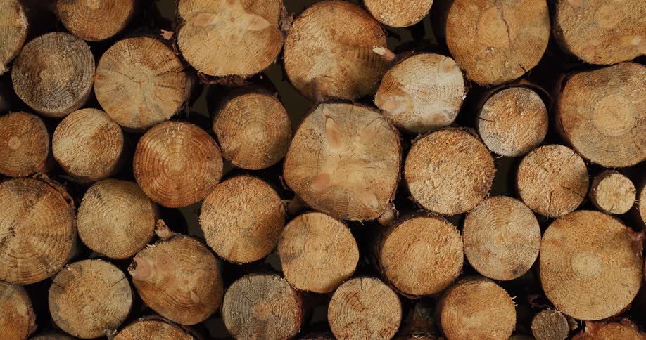 Overhead view of cut wood from tree bark