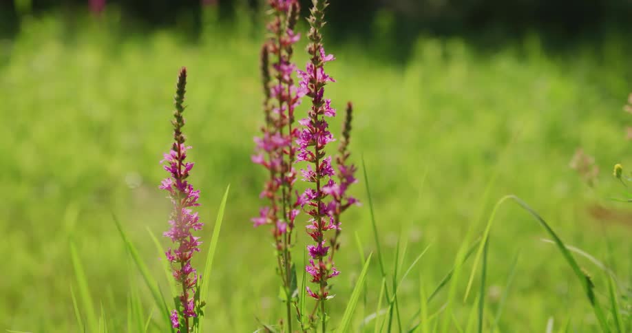 Flowers are blossoming in a field of grass