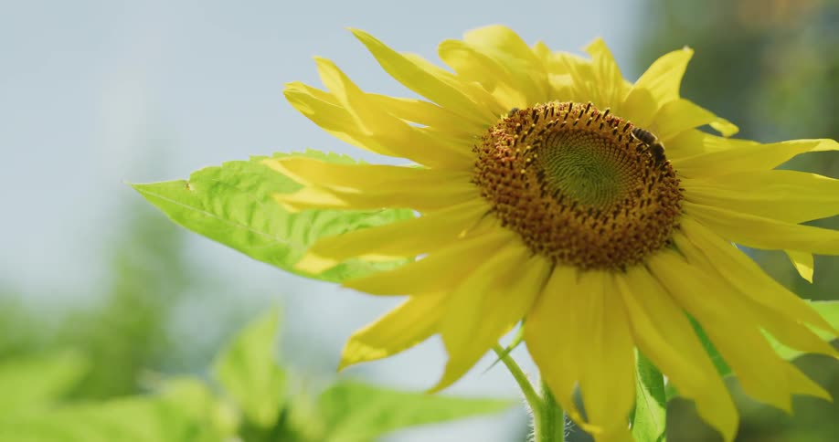 A bee crawls on a flower with yellow petals as it moves in the breeze