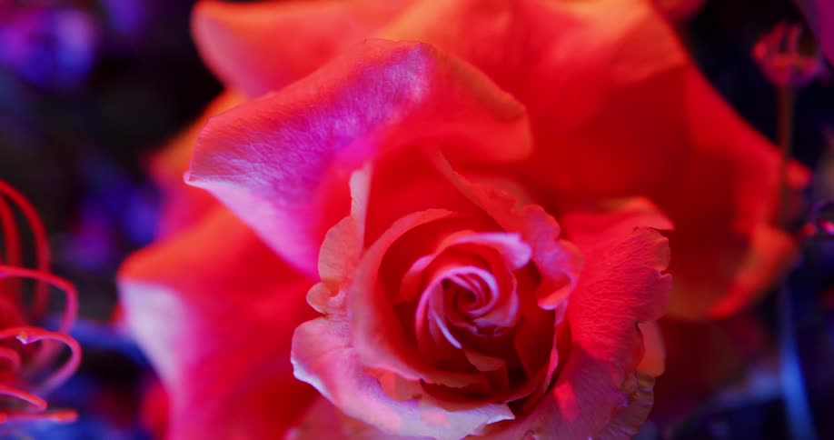 Top down twisting footage of flowers in a bouquet under colorful lights