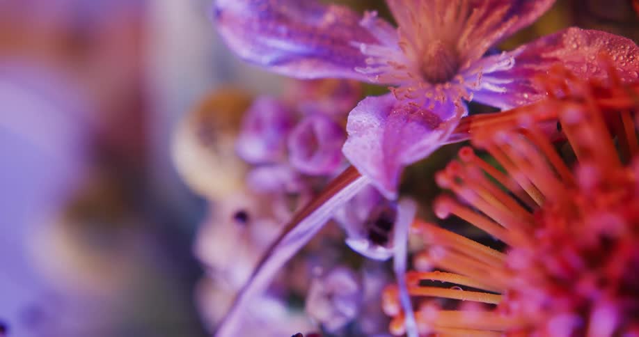Tall stamen stick out of purple flowers