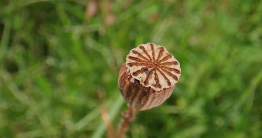 A brown flower is in the grass