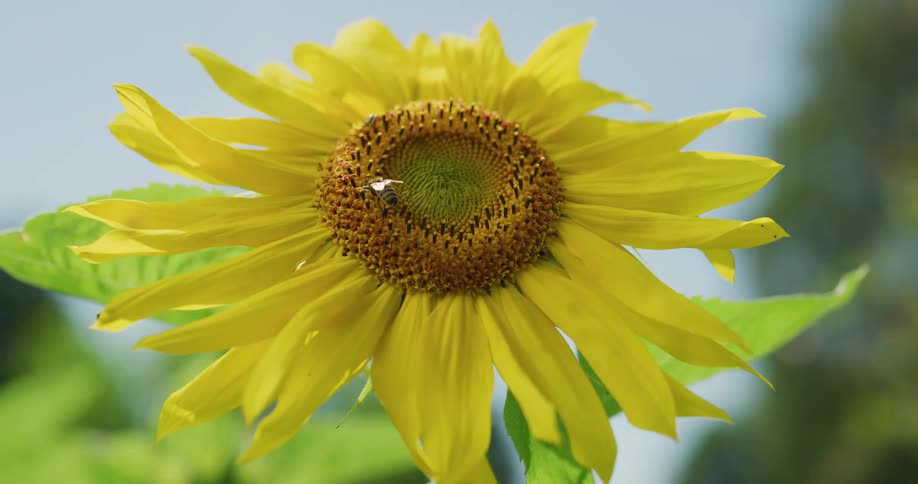 A bright yellow sunflower sways in the wind with a bee walking in its orange center