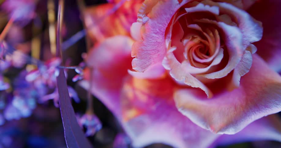 Close up view of flowers are displayed outdoors