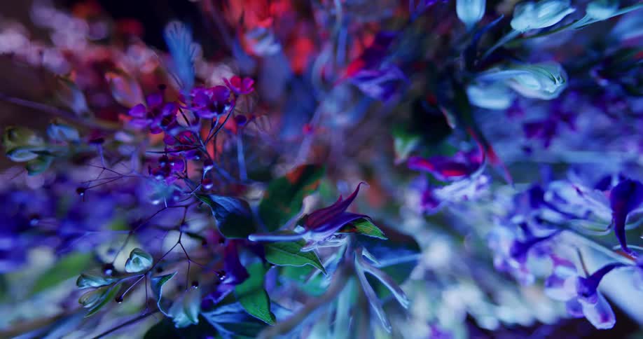 Bright colors are projected onto flowers leaves and plants
