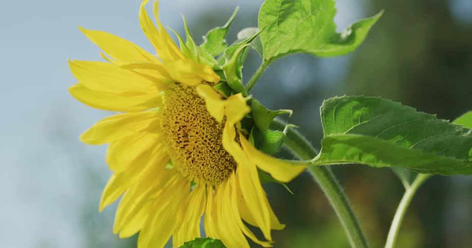 A sunflower blows in the wind