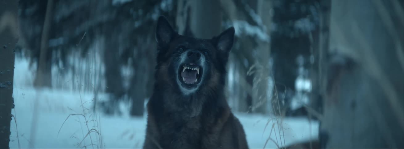 A dog is outdoors in a wooded area in winter