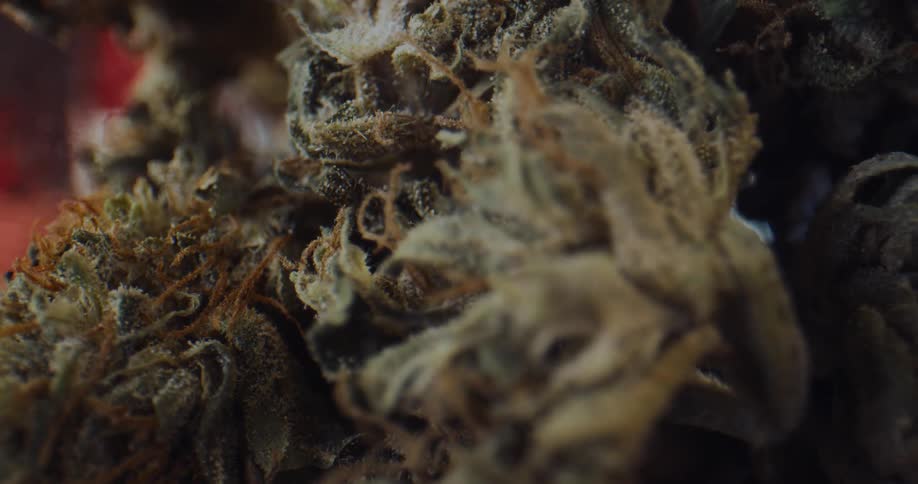 Close up view of marijuana buds with a lot of red hairs
