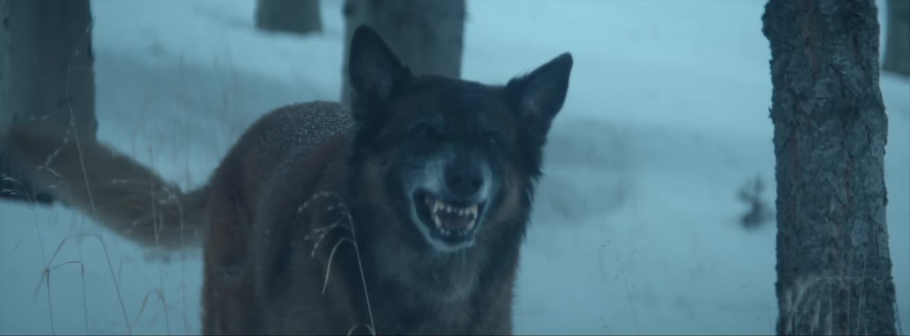 A wolf is standing in the snowy woods snarling