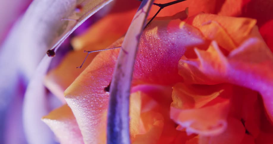 Top down twisting footage of flowers in a bouquet under colorful lights