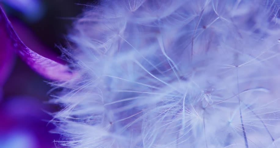 Close up view of a flower in a bouquet is on display