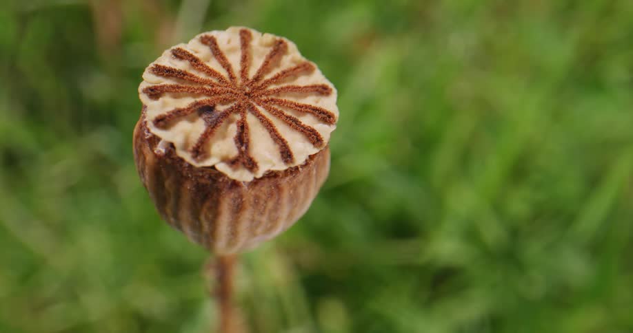 A seed pod is all that is left of a flower in a field