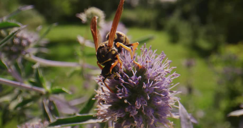 Close up view of a bumble bee crawling on a flower is displayed