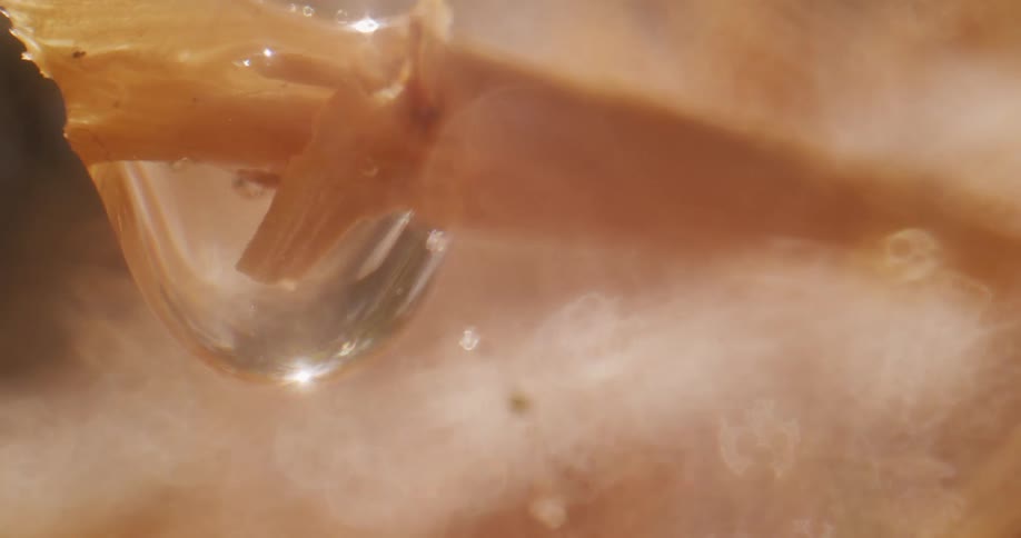 A water droplet gets larger as more liquid falls on it until it drops off