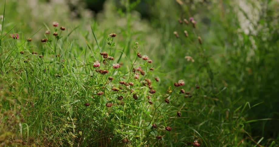 Small red wild flowers growing in the tall grass on a field