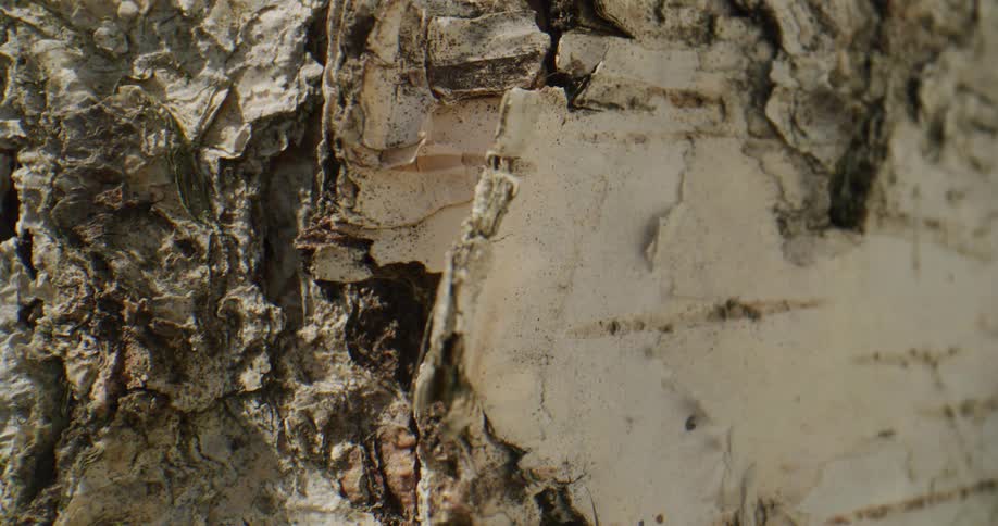 Chopped sections of a tree trunk sit in a pile