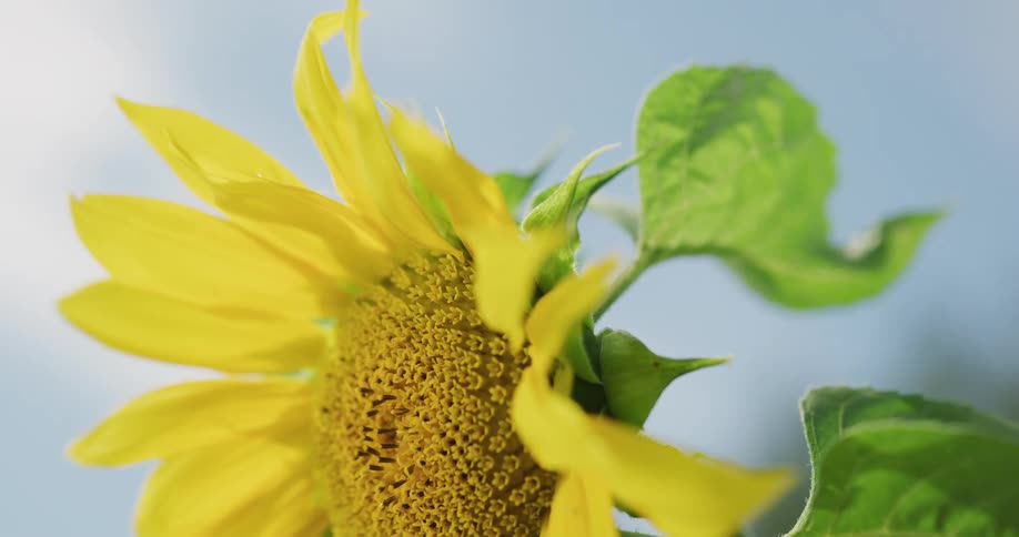 The sun shines upon a flower with yellow petals