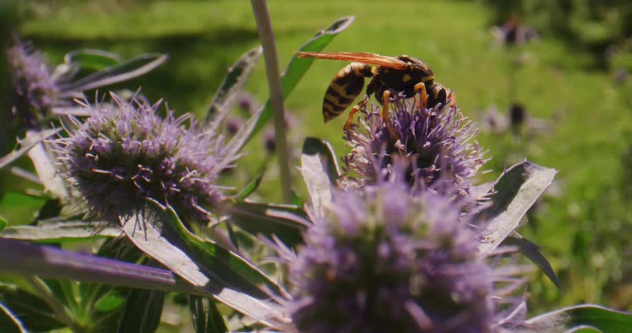 Wasp crawls on purple flower