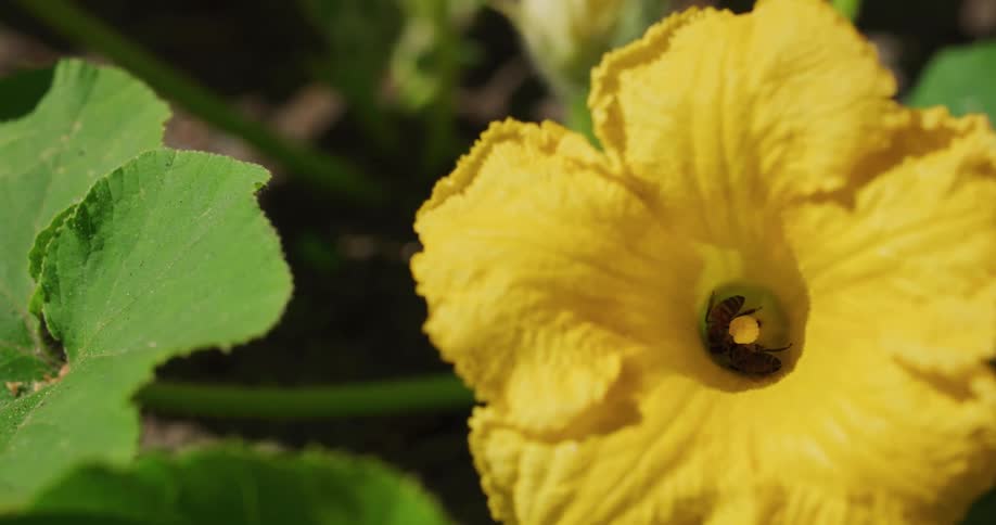 Insects collect pollen from a flower on a sunny day