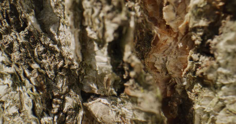 Extreme close up of the surface of dried up marijuana buds