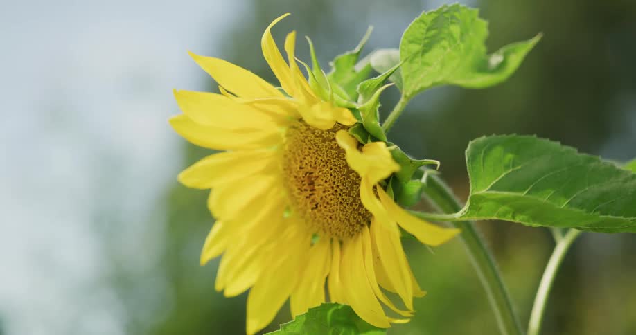 Close up view of a flower outdoors in spring is displayed