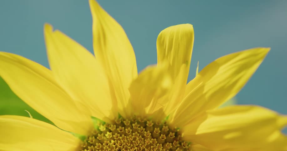 Close up of half a sunflower gently swaying in the breeze against the blue sky
