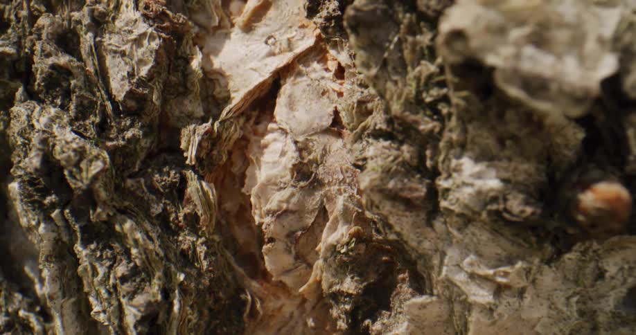 Close up view of bark on a tree is displayed