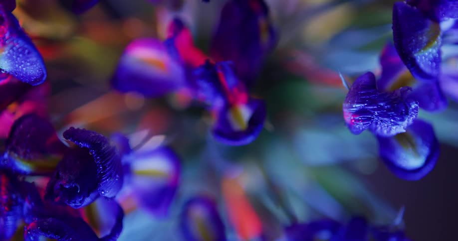 Top down twisting footage of flowers in a bouquet under colorful lights
