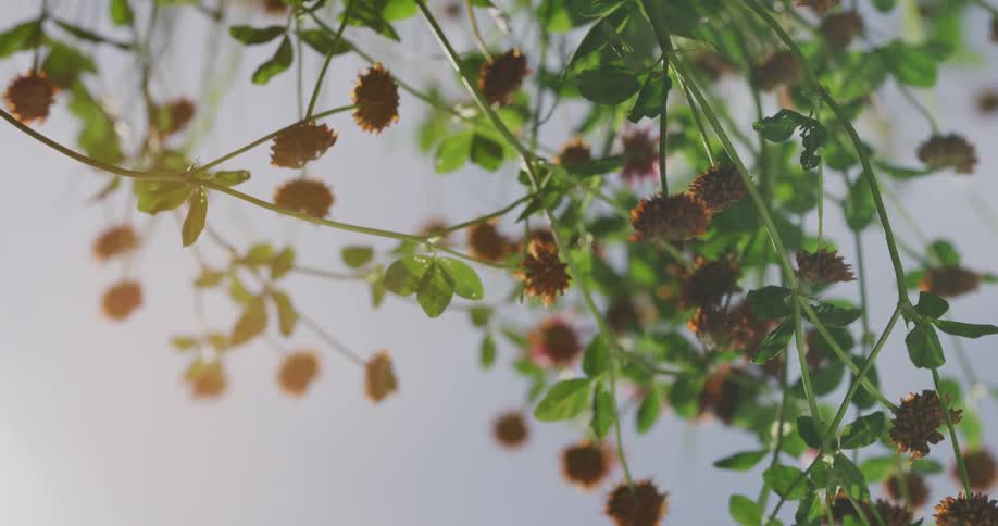 Close up of flowers on a tree is displayed at dusk