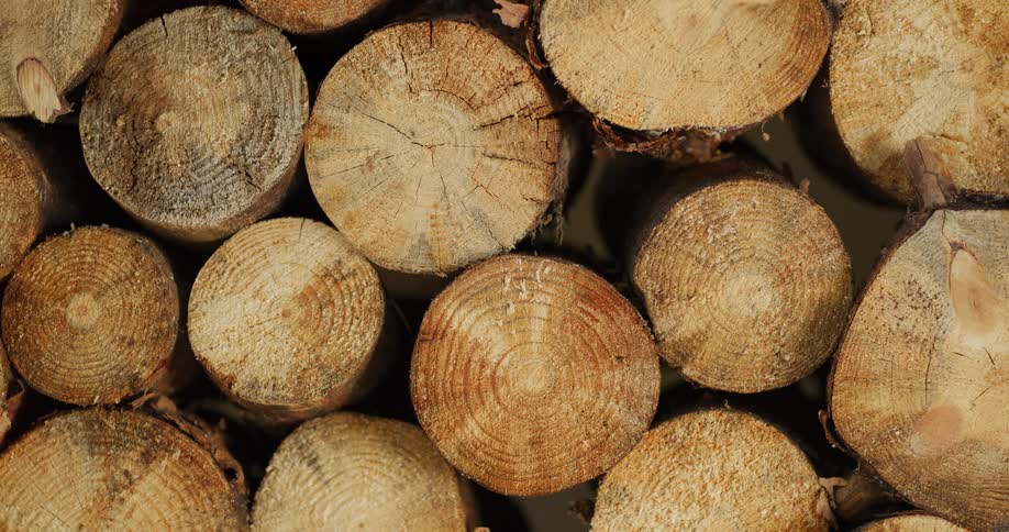 Overhead view display of cut wood from tree bark