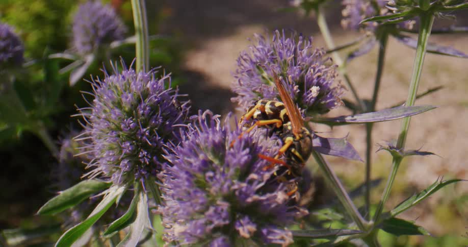 A hornet feeding from purple wild flowers outdoors