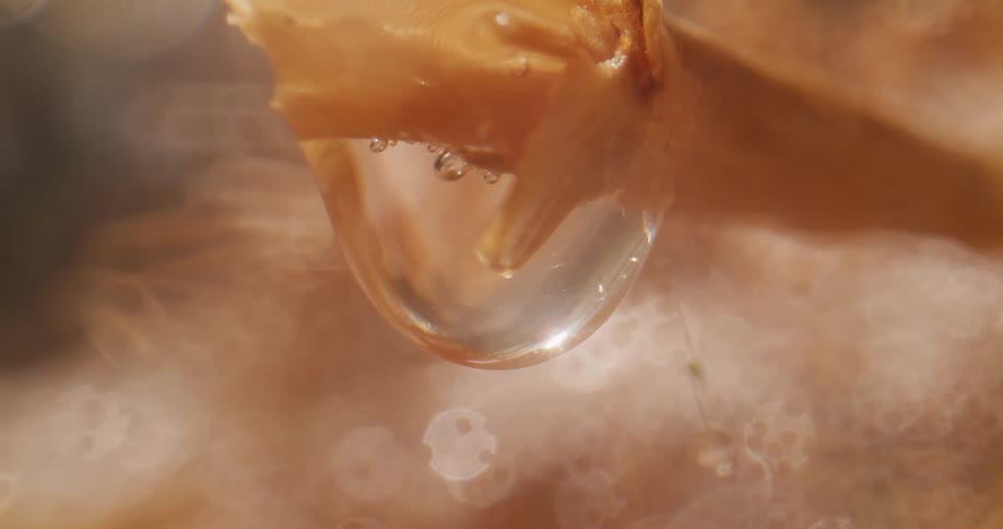 Rain water collects on a flower then drips when too heavy
