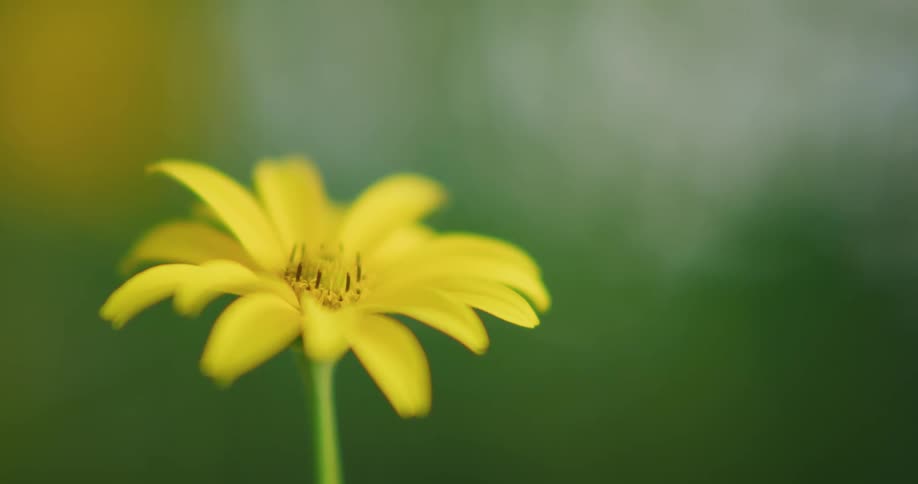A yellow flower swaying gently in the wind