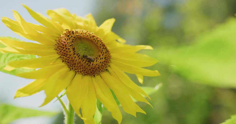 A bumblebee is crawling on a sunflower