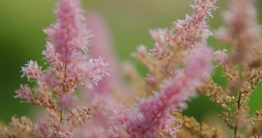 Close up view of flowers in a grassland area is displayed