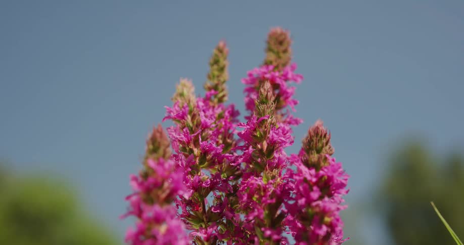 Purple flowers grow on tall stems