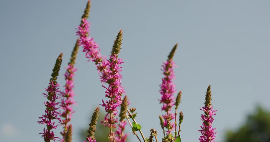 A bee flies around some pink flowers