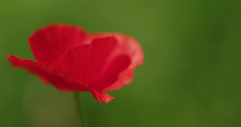 The sun shines upon a red flower as it moves in the breeze