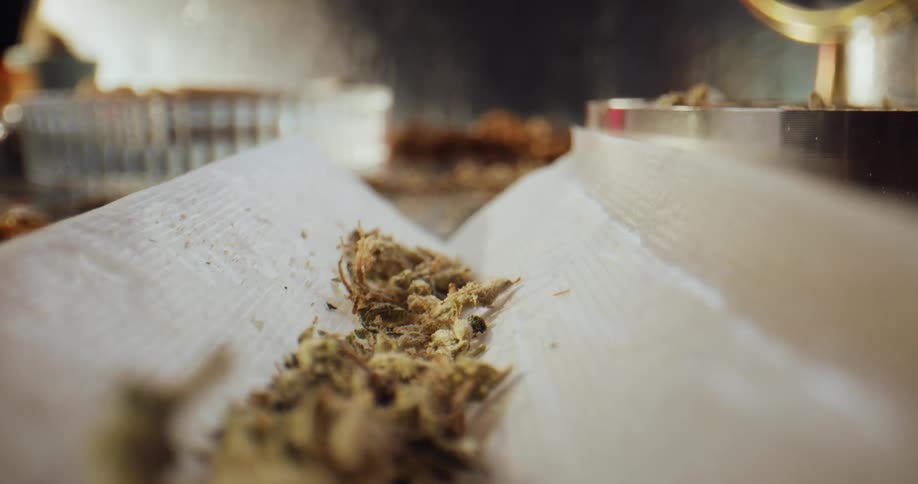 Dried marijuana is dropped into rolling paper