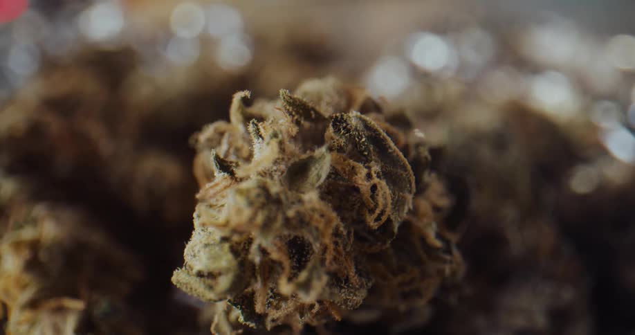 Extreme close up of the surface of dried up marijuana buds