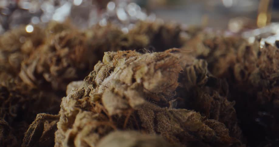 Smoke rises from marijuana buds spread on a table