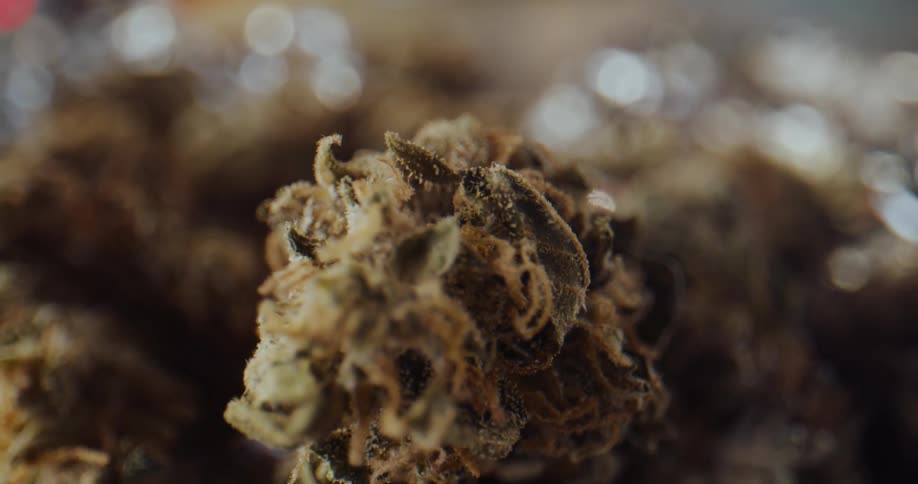 Close up of marijuana buds laying on aluminum foil over a table