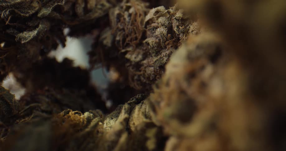 Extreme close up of marijuana buds laying over a table