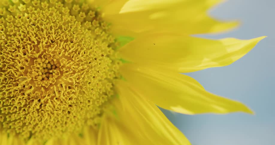 Close up of sunflower with yellow petals