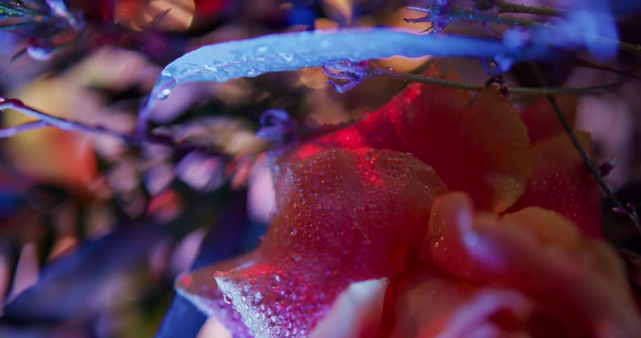 Close up view of flowers with dew drops on them