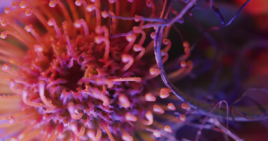 Top down twisting footage of flowers in a bouquet under colorful lights